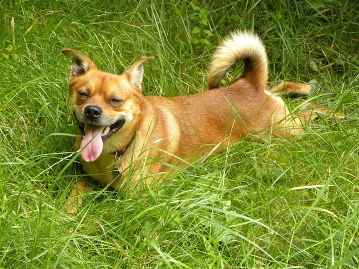 Blanding af racer Charlie - sådan ser man ud, når man har løbet omkap med en ræv. Helt færdig! billede 2