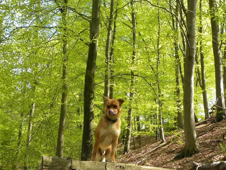 Blanding af racer Charlie - Forår og lysegrønne bøgetræer. Charlie er højt tilvejrs som han plejer billede 3