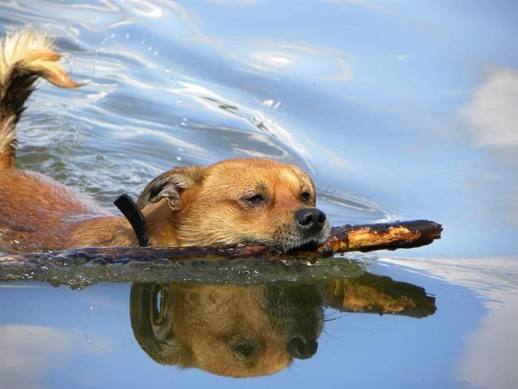 Blanding af racer Charlie - Charlie i sit rette element - en rigtig vandhund og idag er vandet blik, ingen bølger billede 4