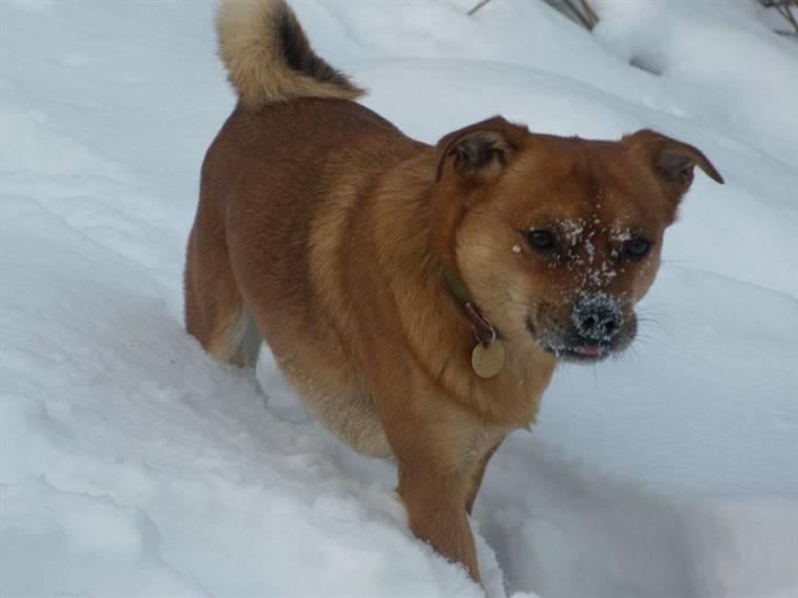 Blanding af racer Charlie - Elsker sne og frostvejr -  en rigtig naturhund billede 5