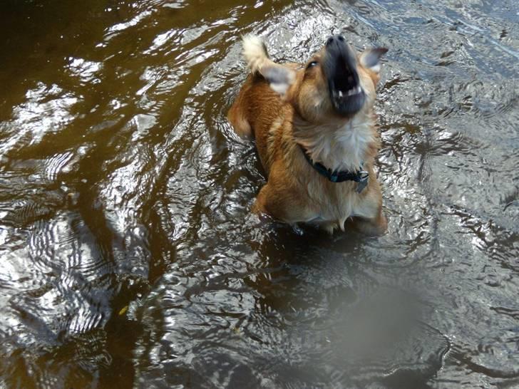 Blanding af racer Charlie - ivrigt gøende og begejstret springende efter pinden billede 6