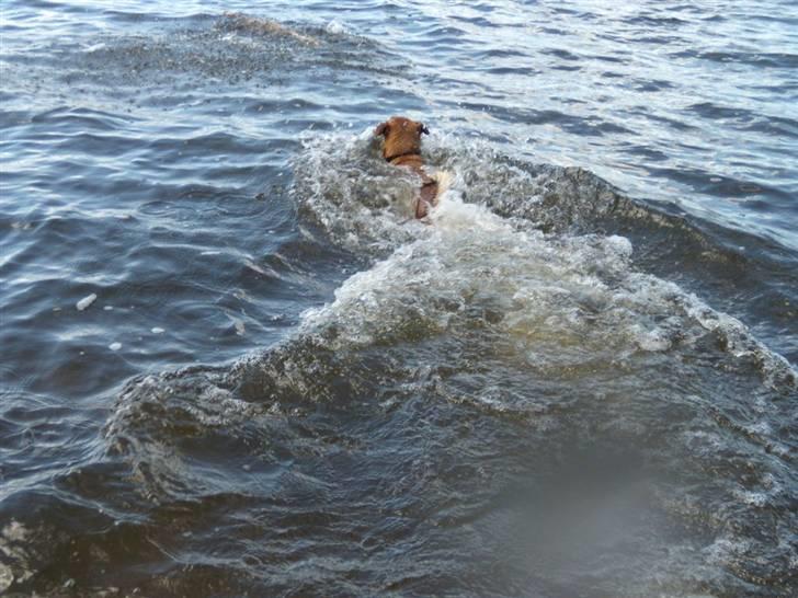Blanding af racer Charlie - og så afsted efter "byttet" billede 7