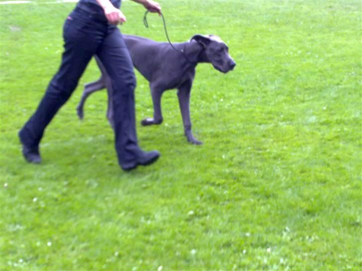 Grand danois Nawty billede 7