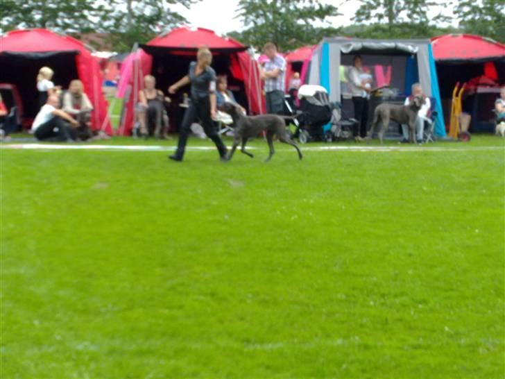 Grand danois Nawty billede 8