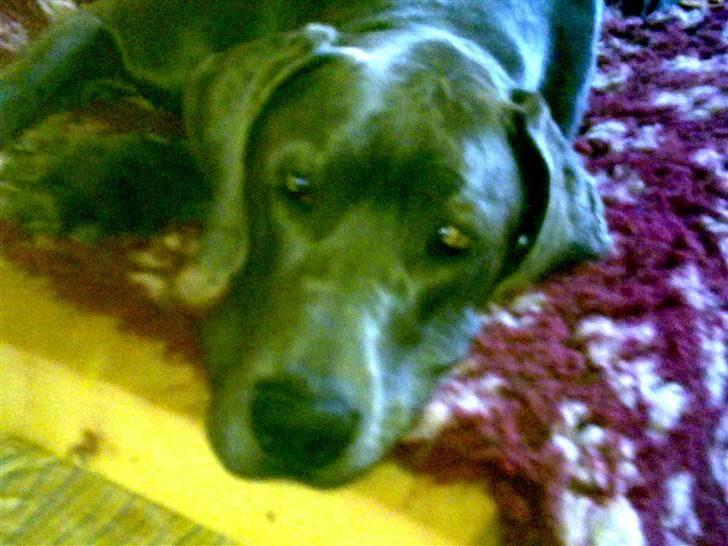 Grand danois Cody billede 6