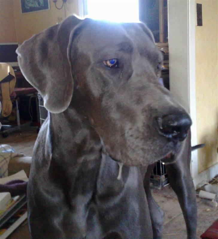 Grand danois Cody billede 7