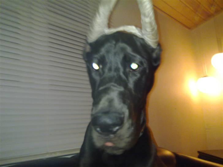 Grand danois Ansi billede 4