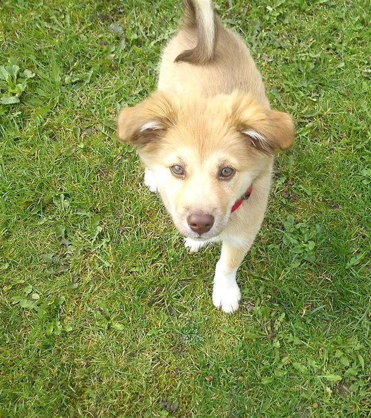 Islandsk fårehund Eyla billede 1