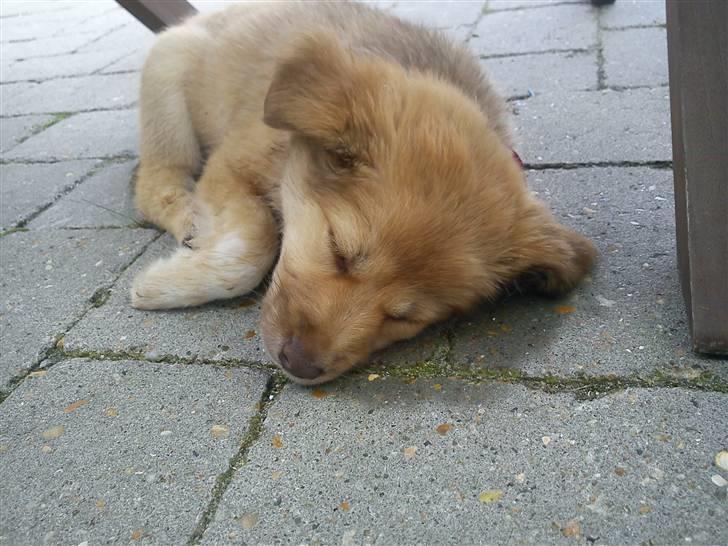 Islandsk fårehund Eyla billede 2