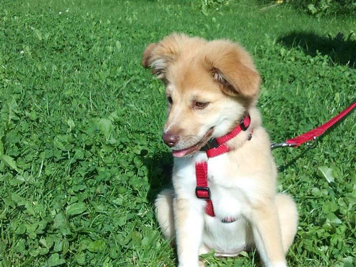 Islandsk fårehund Eyla billede 4