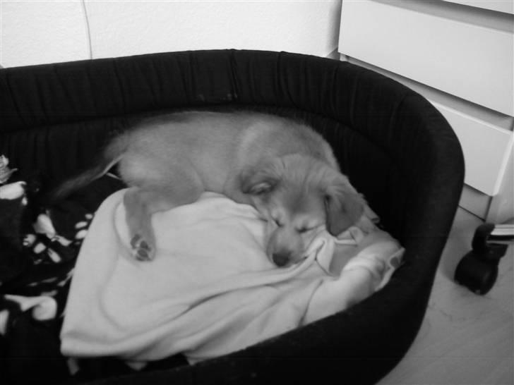 Islandsk fårehund Eyla billede 5