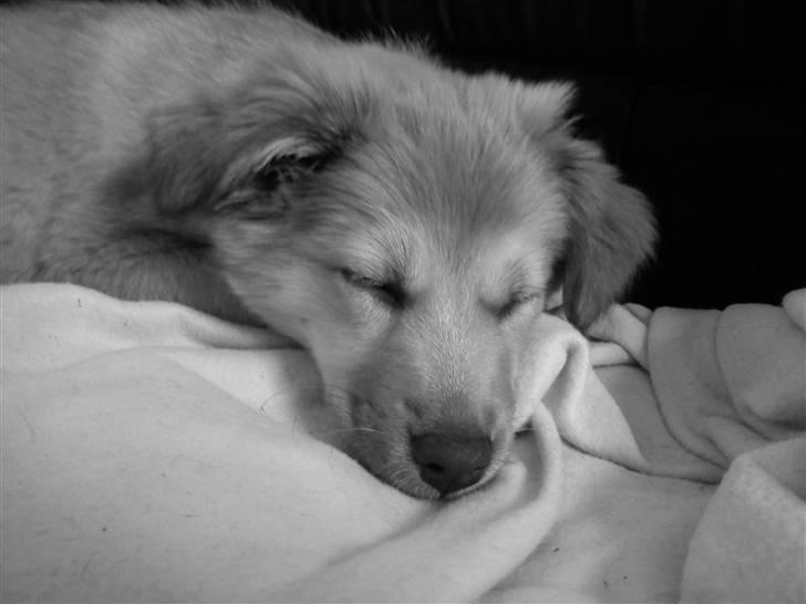 Islandsk fårehund Eyla billede 6