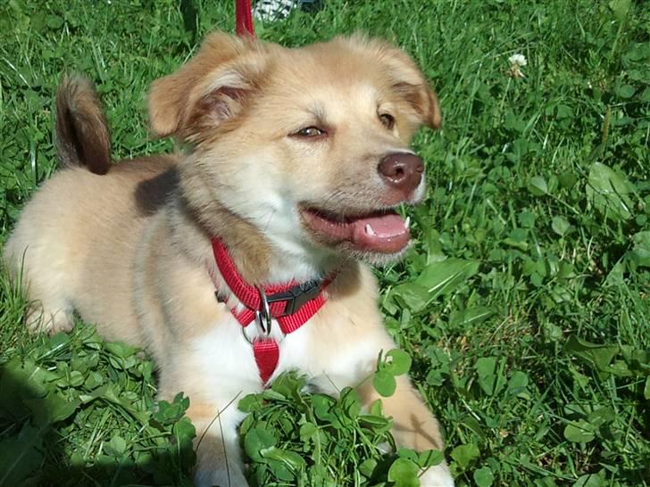 Islandsk fårehund Eyla billede 7