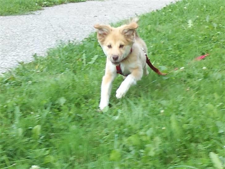 Islandsk fårehund Eyla billede 8