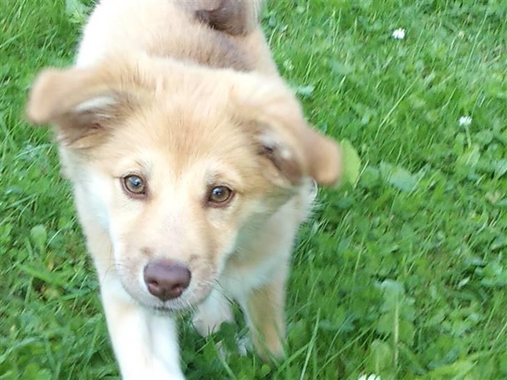 Islandsk fårehund Eyla billede 9