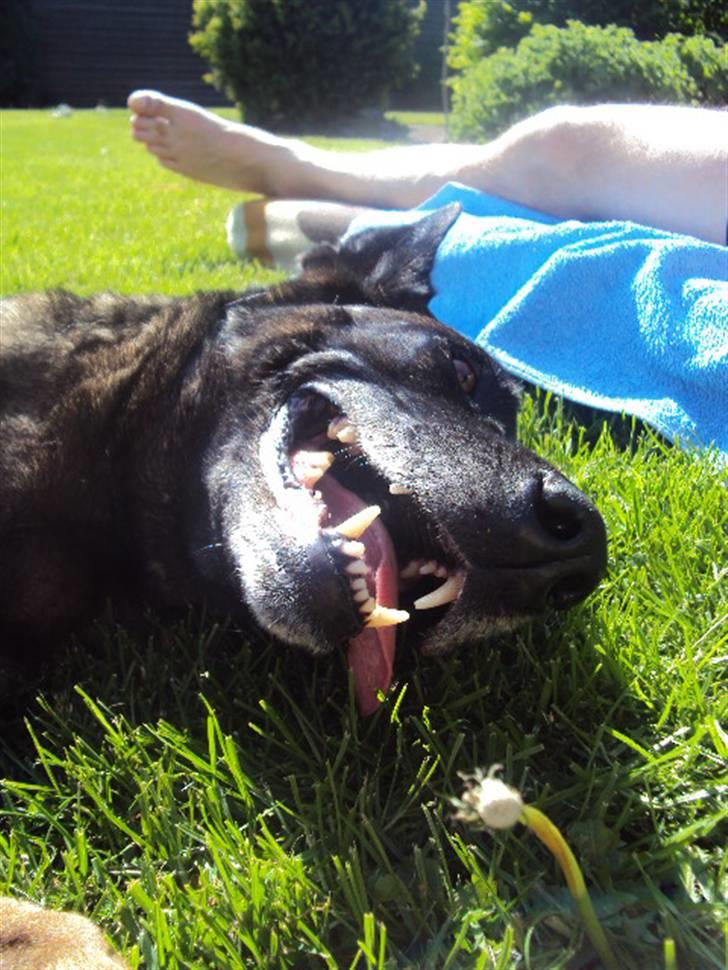 Malinois »' [Mira]  - Farvel minengel og tusinde tak for de dejlige år vi har haft sammen!<3 billede 20