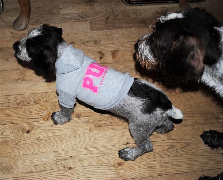 Ruhåret hønsehund Mika (Lillefisen) - Min tossede menneskemor fandt lige en træningstrøje som jeg kan få på når jeg har løbet rundt i vandet billede 16