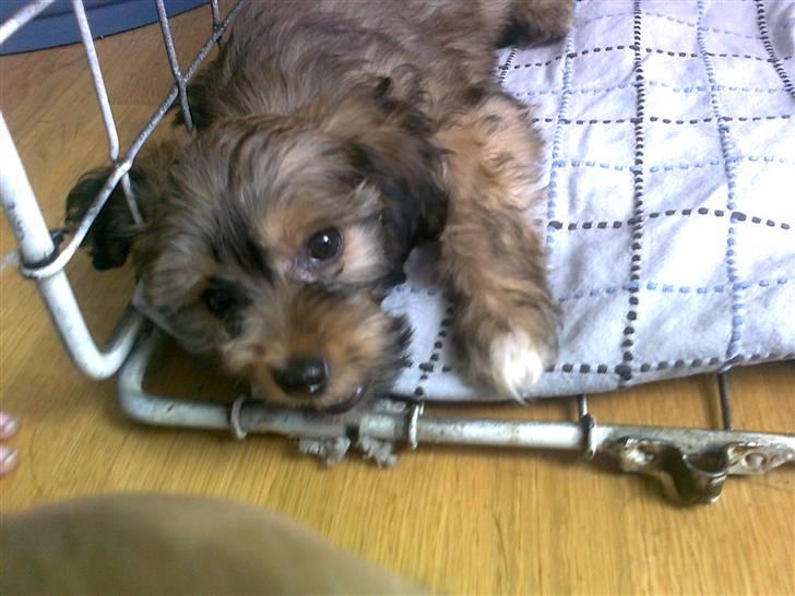 Blanding af racer Buller billede 1