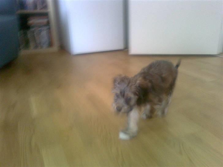 Blanding af racer Buller billede 2