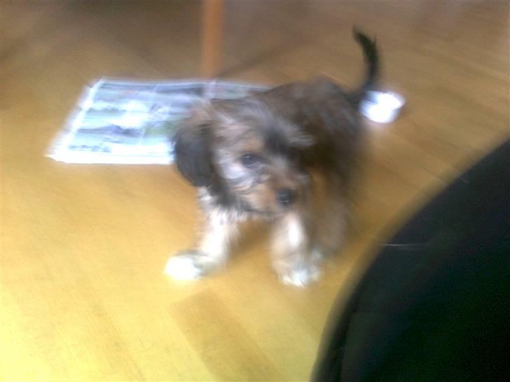 Blanding af racer Buller billede 3