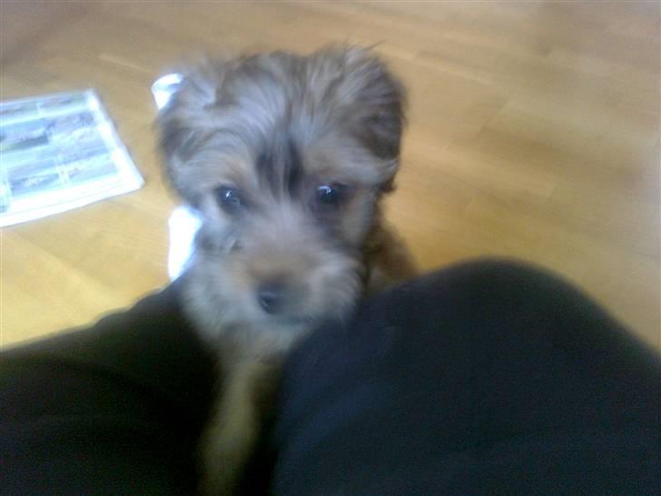 Blanding af racer Buller billede 4