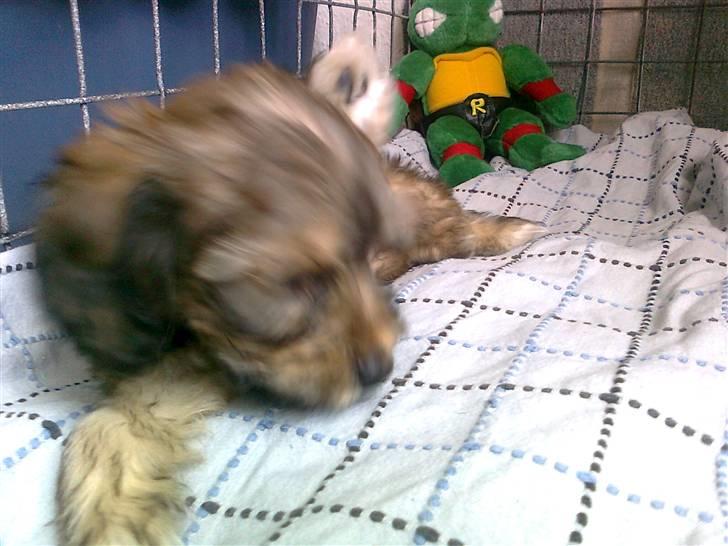 Blanding af racer Buller billede 5