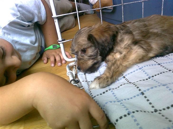 Blanding af racer Buller billede 6