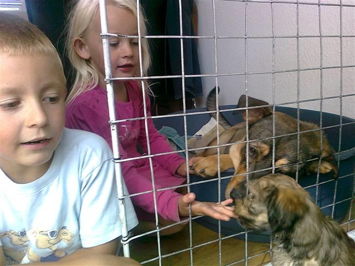 Blanding af racer Buller billede 7