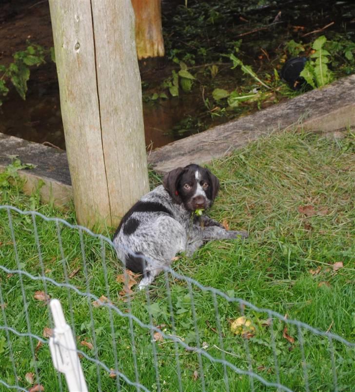 Ruhåret hønsehund Aya  (solgt) billede 11