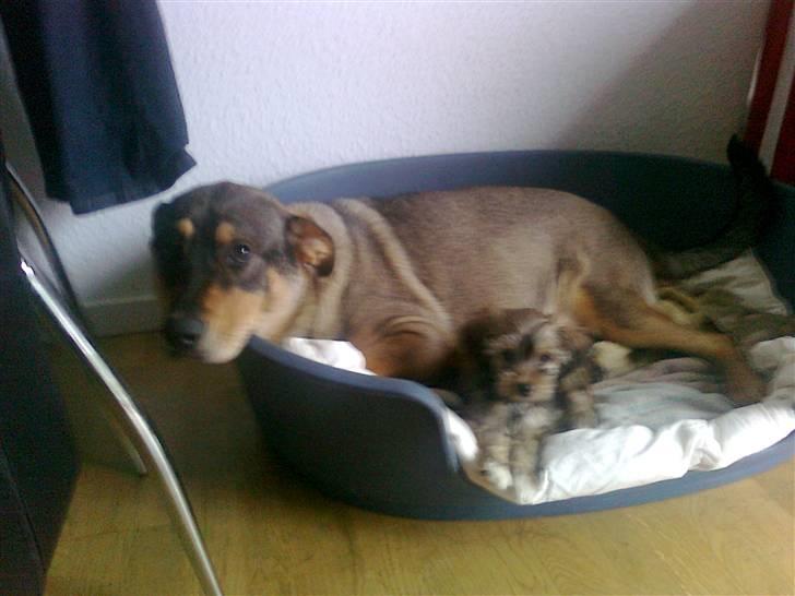 Blanding af racer Buller billede 8