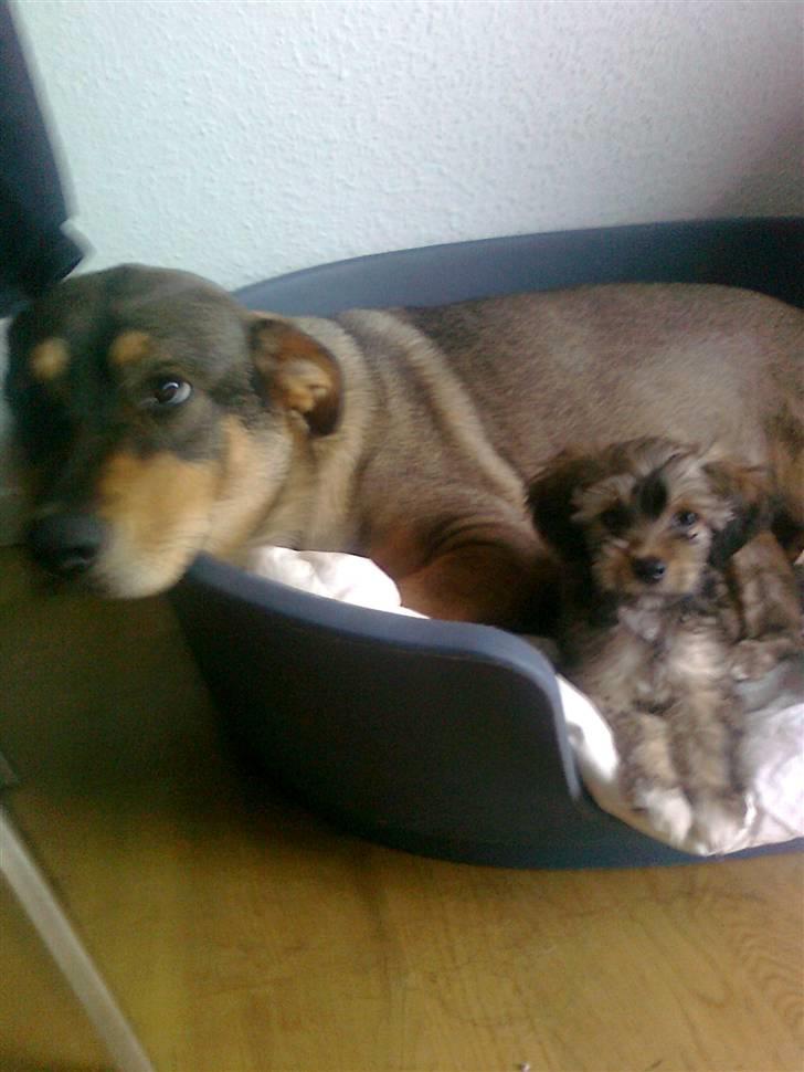 Blanding af racer Buller billede 9