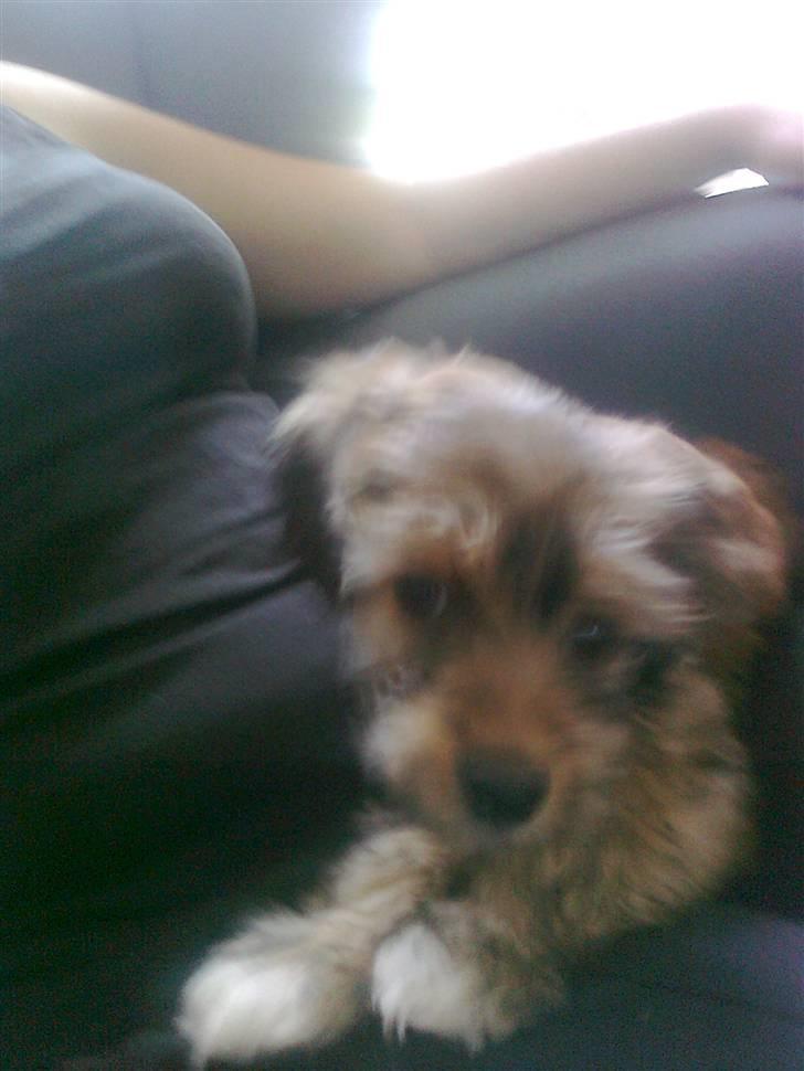 Blanding af racer Buller billede 10