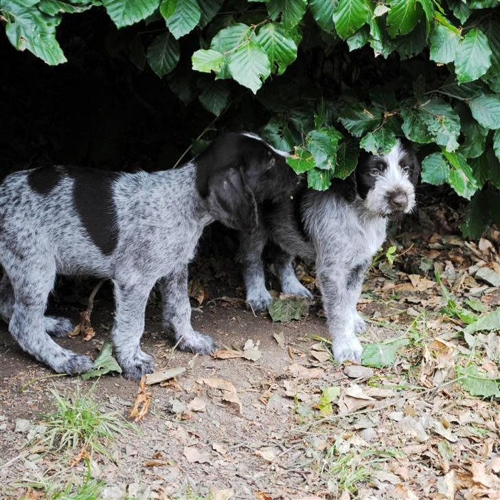 Ruhåret hønsehund Aya  (solgt) billede 12