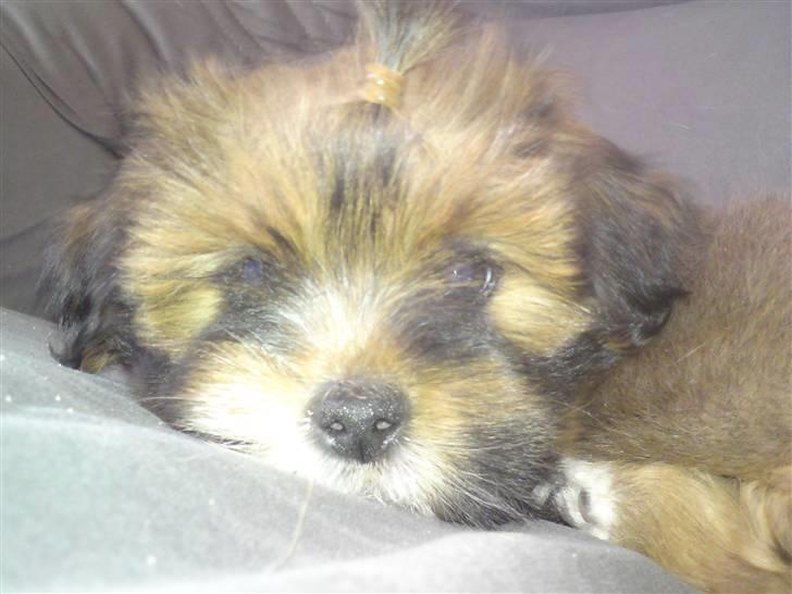 Lhasa apso *Pinky* billede 14