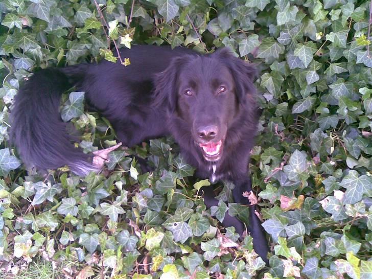 Blanding af racer Rex - Vores meget glade hund billede 1