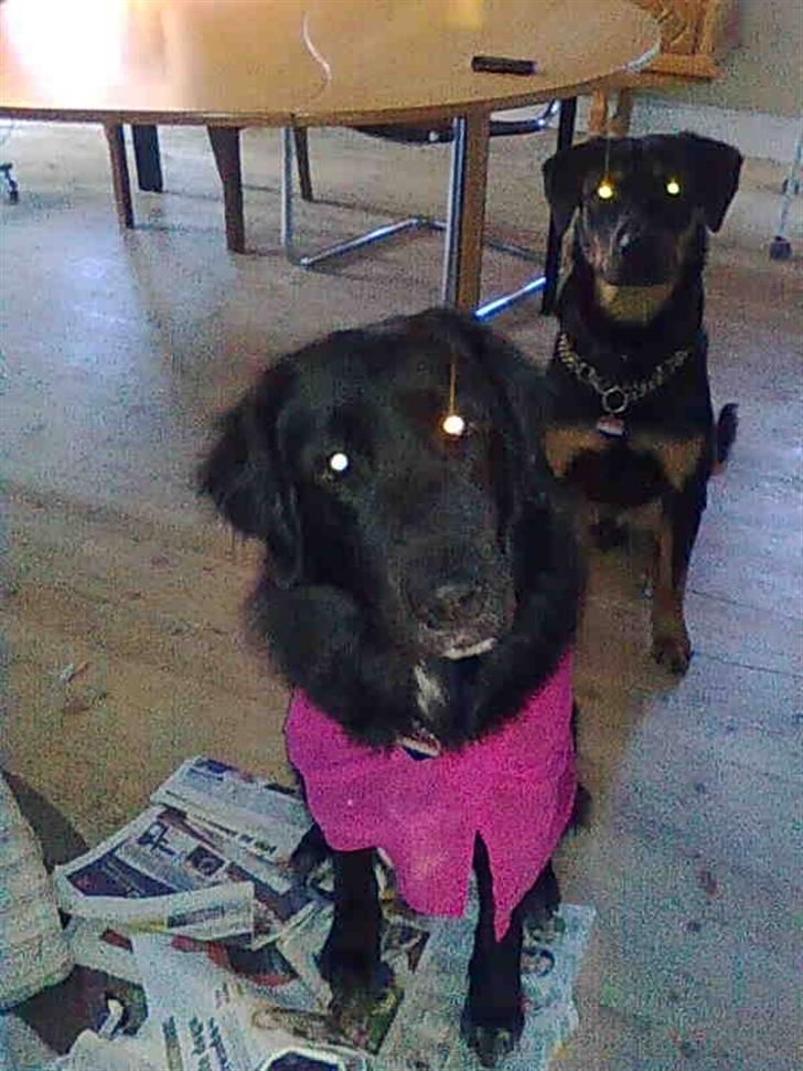 Blanding af racer Rex billede 2