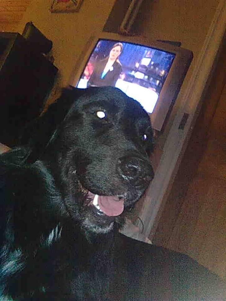 Blanding af racer Rex billede 3