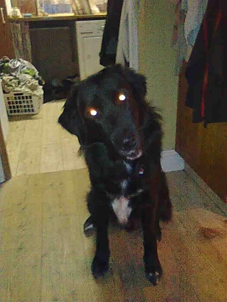 Blanding af racer Rex billede 4