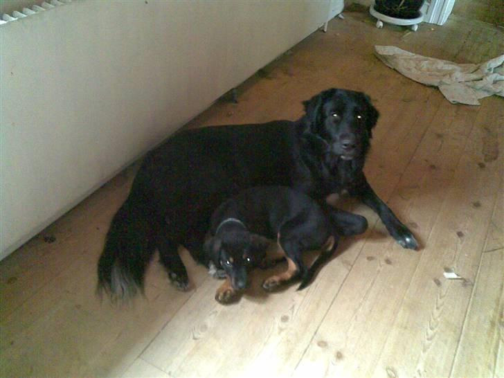 Blanding af racer Rex - Her er Rex med sin "lille bror" billede 5