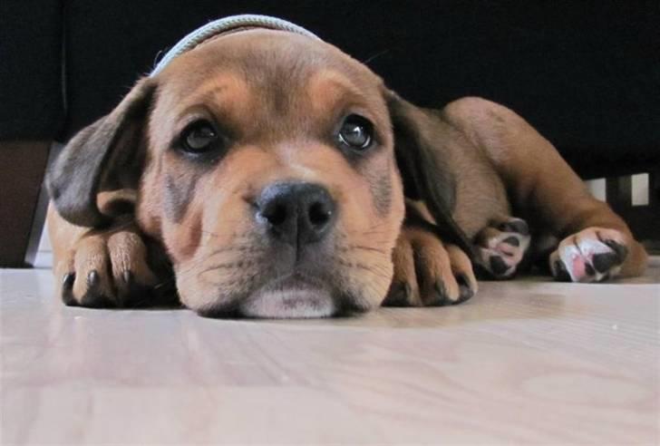 Blanding af racer Otto billede 1