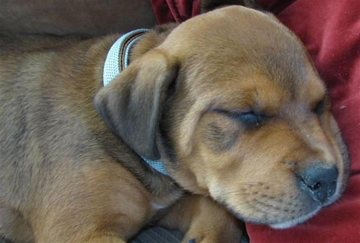 Blanding af racer Otto billede 2