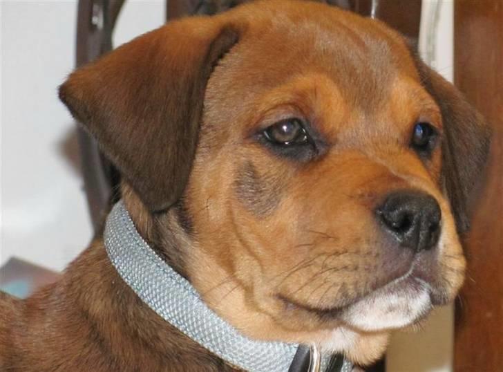 Blanding af racer Otto billede 3