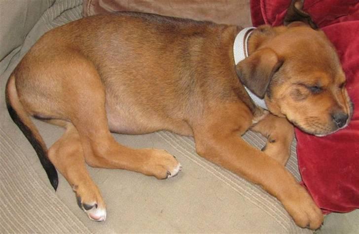 Blanding af racer Otto billede 4