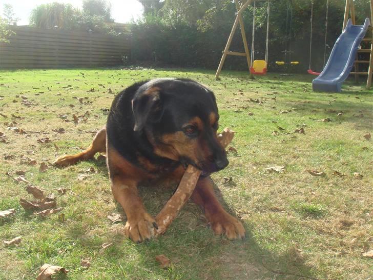 Blanding af racer zarzu billede 12