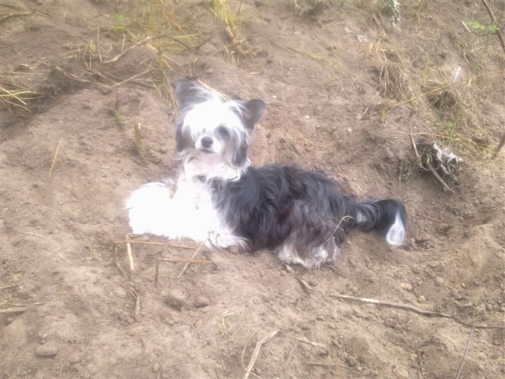 Chinese crested powder puff Noi Noi billede 10