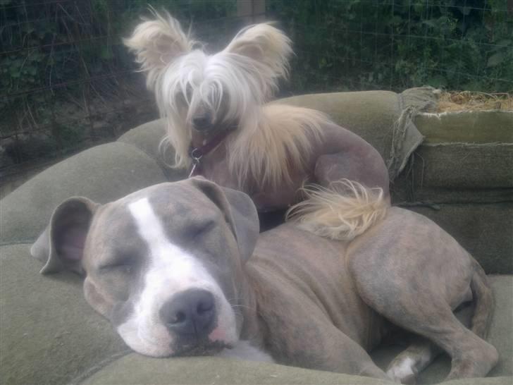Chinese crested hårløs Lunse - Lunse bruger den "farlige kamphund" Bella som ligge underlagen..... billede 17