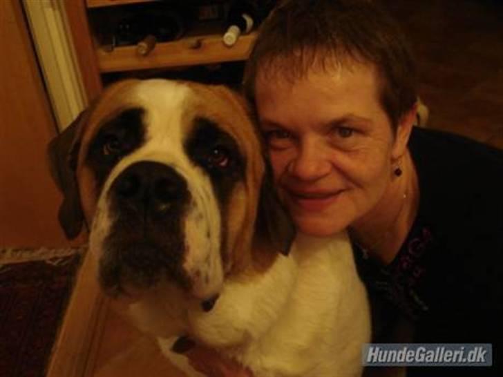 Sankt bernhardshund freja - min mor og mig billede 19