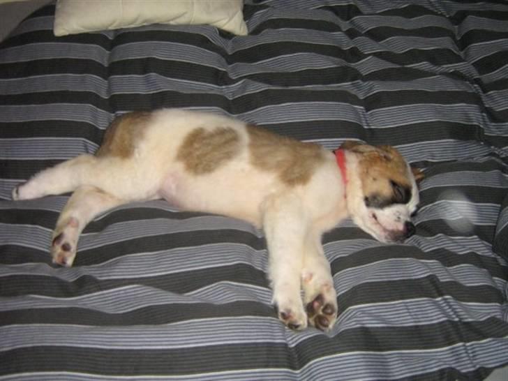 Sankt bernhardshund freja - er hun ikke sød som hun ligger der og sover,se hendes fine hjerte på siden billede 20