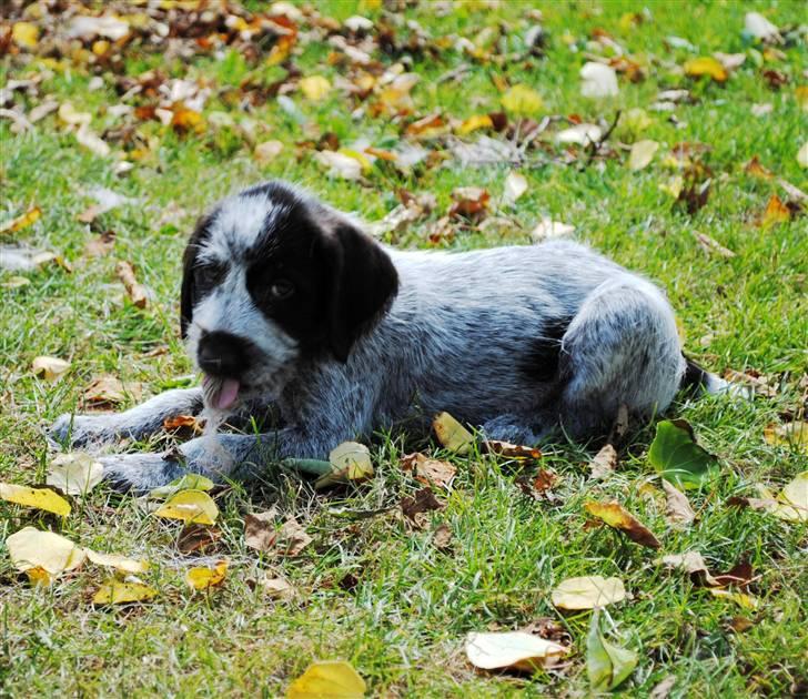 Ruhåret hønsehund Enya (solgt) - Hej jeg hedder ENYA og jeg er bare min fars hund billede 1