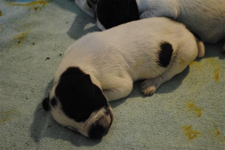 Ruhåret hønsehund Enya (solgt) - Her er jeg som lille bitte. billede 2